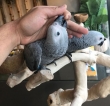 African Grey Birds For Sale